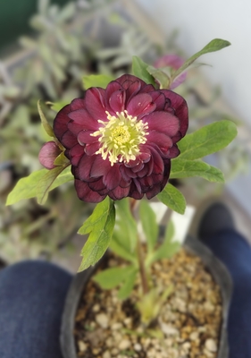 公認）ダークローズ【ka430】