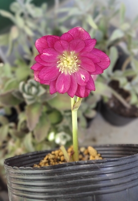 公認）グロッシーカラー☆【ka435】 | グリーンホビー