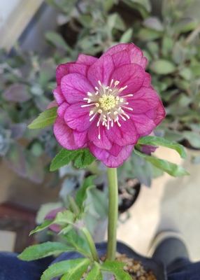 グロッシーカラー☆【ka433】