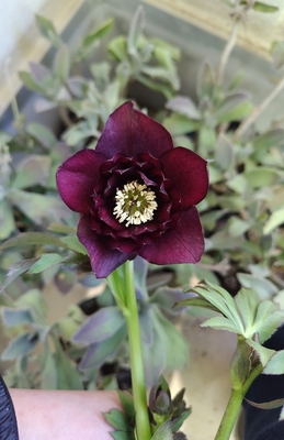 公認）グロッシーカラー☆【ka434】