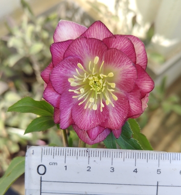 公認）グロッシーカラー☆【ka435】