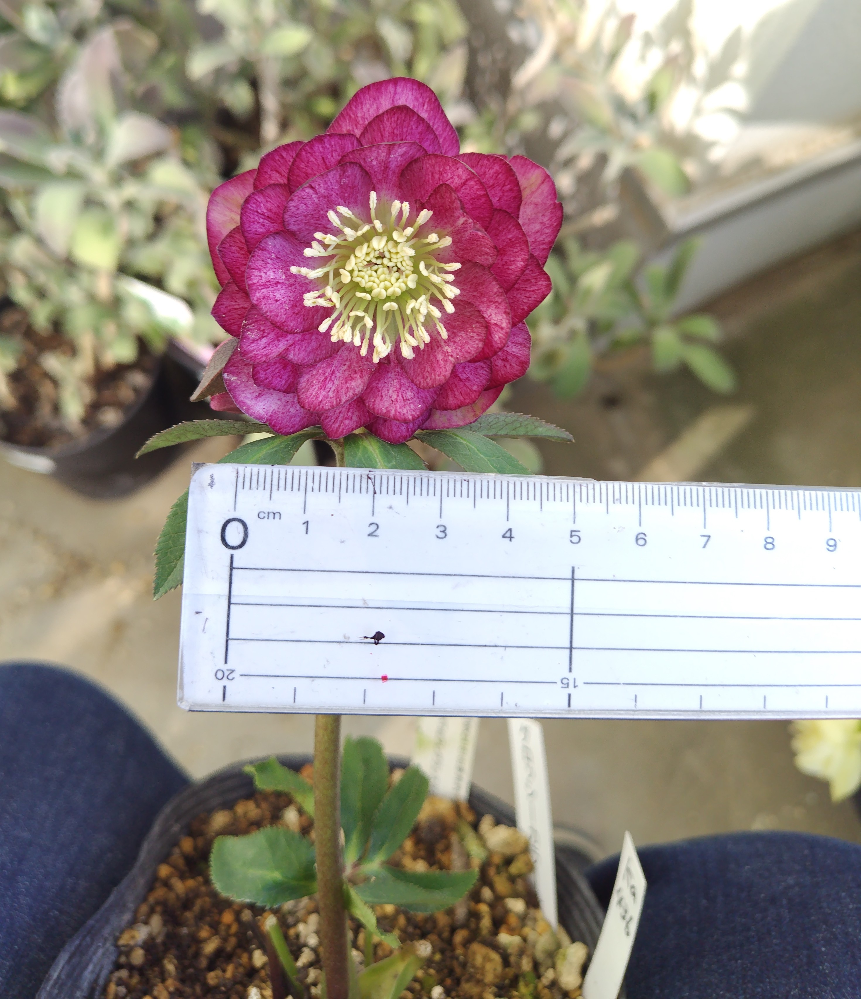 公認）グロッシーカラー☆【ka436】 | グリーンホビー