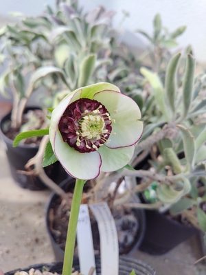 カップ咲き超多弁sdピコティ【ka437】