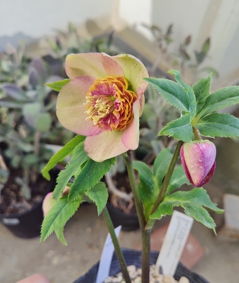 アプリコット段咲きsd多弁【ka438】