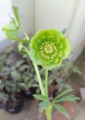 グリーンdd（ボッコネイ交配系）【ka439】