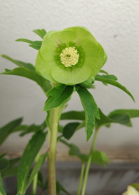 若グリーンss【wa22】