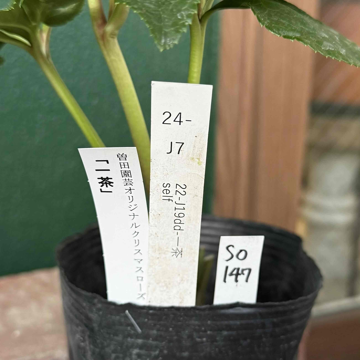 一茶 （22-J19dd-一茶 self）【So147】 24-J7 | グリーンホビー