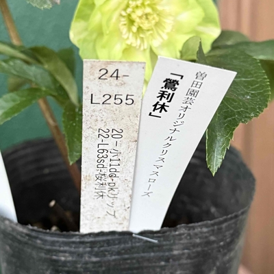 鶯利休 ♀20-小11dd-PKリップ×♂22-L63sd-桜利休【So149】 24-L255