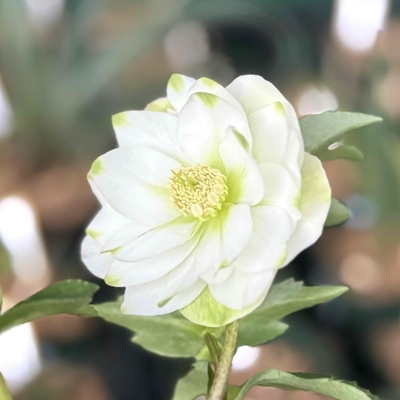 爪利休　交配タグ無し【So150】 