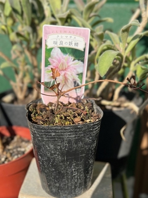 クレマチス　咲良の妖精