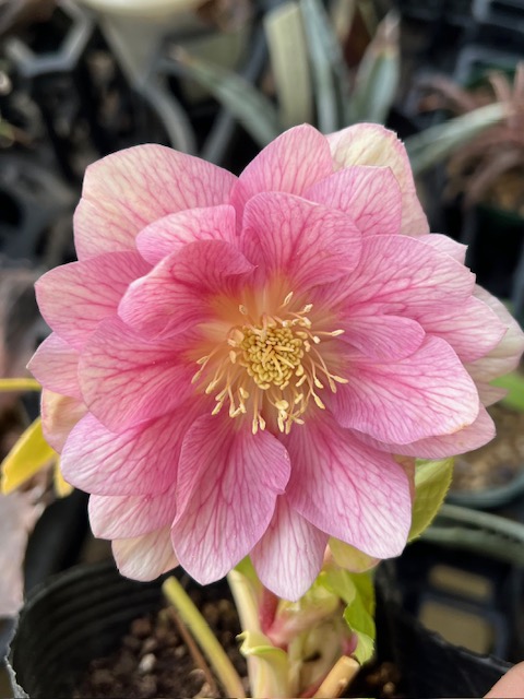 進撃の巨輪ゴールド）金色冬牡丹【So154】直径8㎝程度 | グリーンホビー