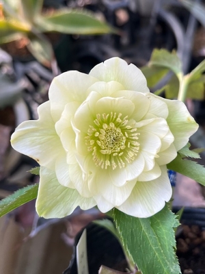 フレグランスダブル　ライムグリーン【So155】