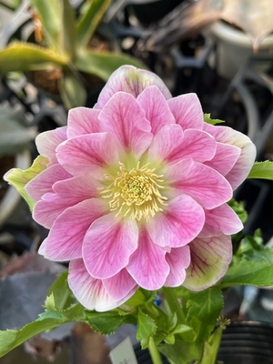 進撃の巨輪）冬牡丹【So157】直径8㎝