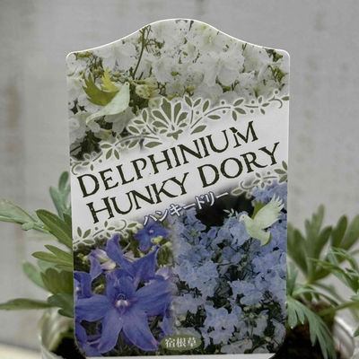 デルフィニウム　ハンキードリーブルー