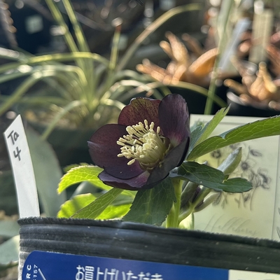 クロアチカス系【Ta4】ダークブラウン