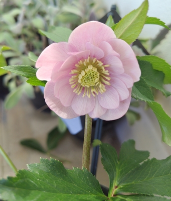 ●８時だよ　公認）ピンクフラッシュの　静【ws43】