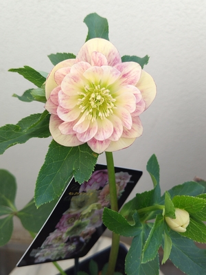 ●８時だよ　クリームddストロベリーグラデーションエッジヌケ【ws45】