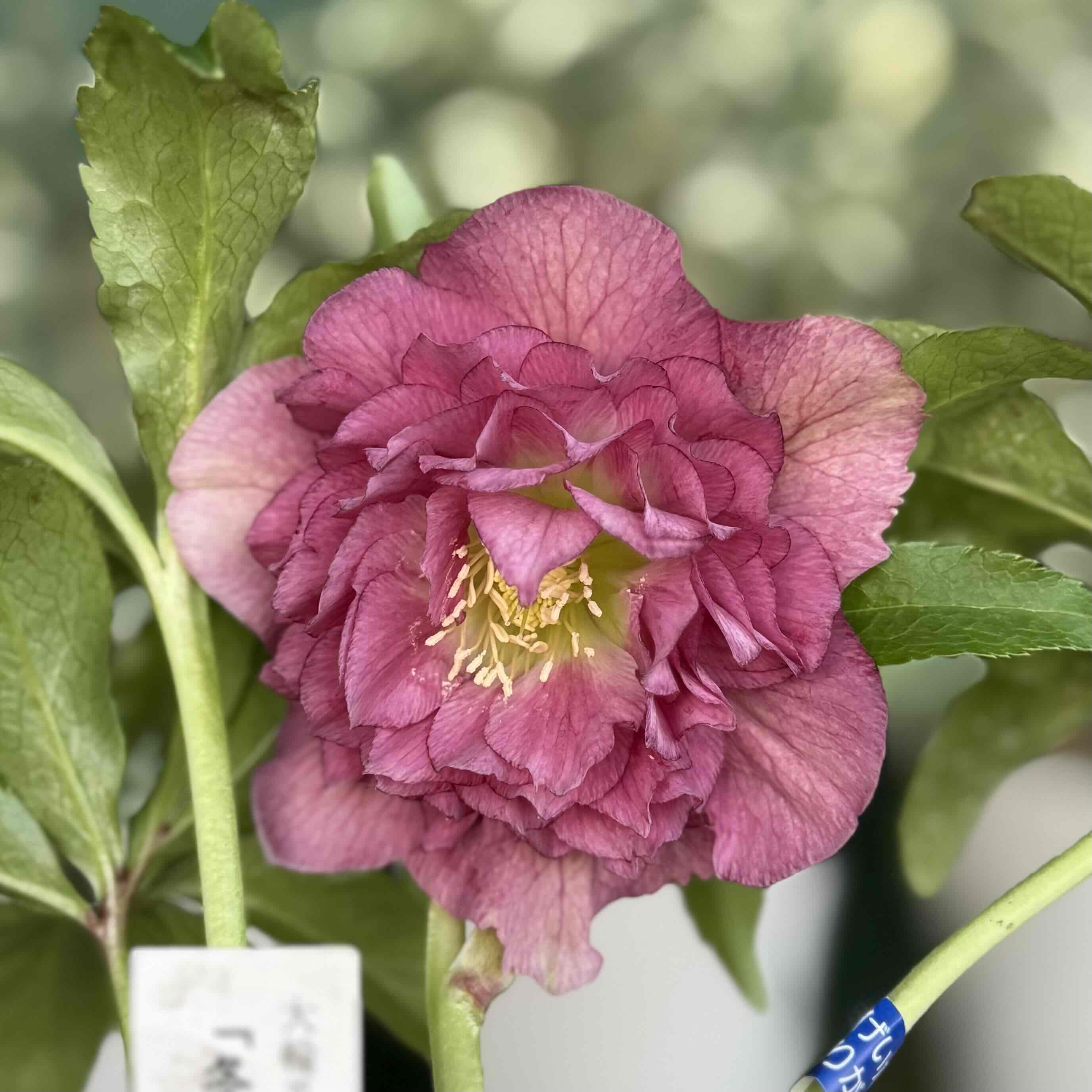 ○8時だよ 進撃の巨輪多弁系）冬牡丹【So160】直径8㎝程 | グリーン