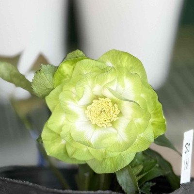 ●８時だよ　鶯利休【So161】