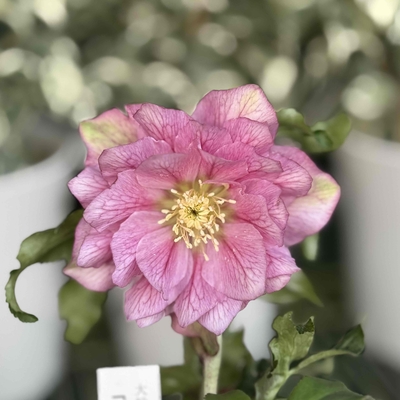 ●８時だよ　進撃の巨輪パステルピンクグラデーション　公認）冬牡丹【So164】直径8㎝