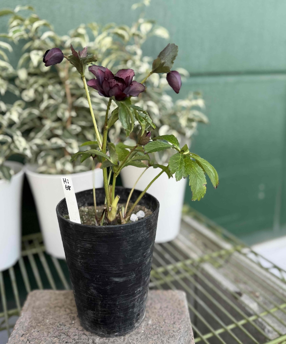 ヒ*ロ様 ❤️開花株❤️♈️ 707 ⭐️超レア⭐️ダーク【クレオパトラ】特に花 ダーククレオパトラ【Hi68】 | グリーンホビー