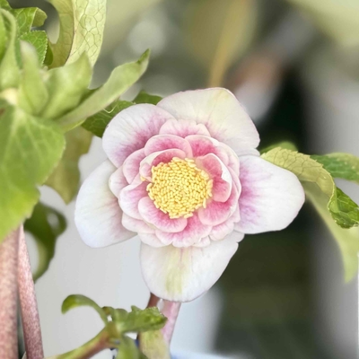 ホワイトオーレアパステルピンクグラデーション【Hi71】