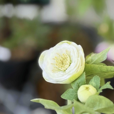 公認）リトルアフロディーテ【ka387】