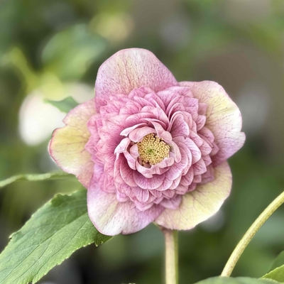 ●８時だよ　野田の力　多弁アンティークミストピンクグラデーション【No17】