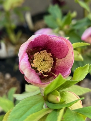 ●８時だよ　極小ベイン＆パウダー多弁sd 【ka457】