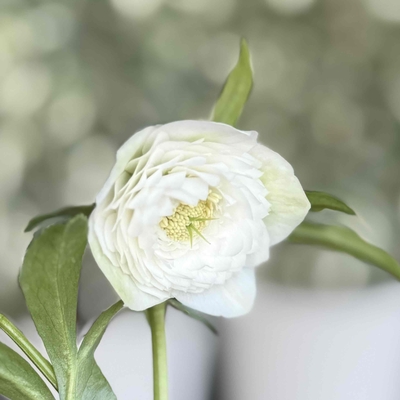 ●８時だよ　野田の極意　超多弁ピュアホワイト【No18】