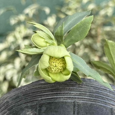 ●８時だよ　原種リグリクス【No19】