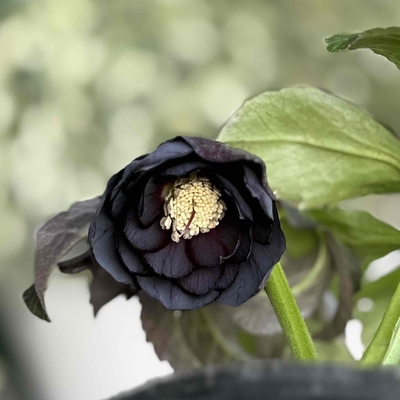 ●８時だよ　野田ブラックdd【No20】