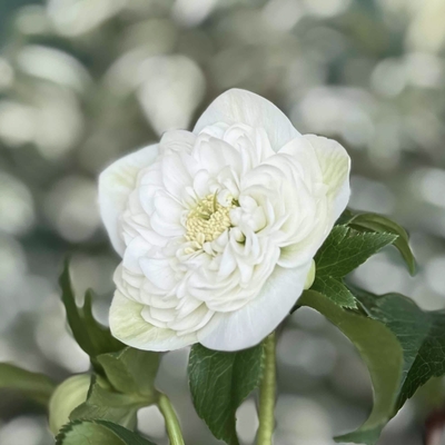 ●８時だよ　野田の心　超多弁ホワイトロゼット咲き【No21】