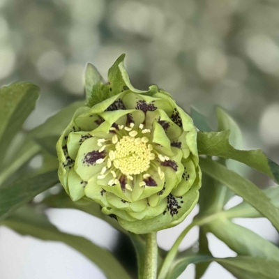 ●８時だよ　グリーンスポットdd【No25】