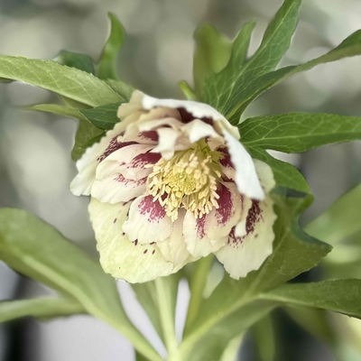 ●８時だよ　極小フリル　クリームddブロッチ【No24】