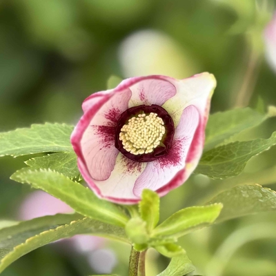 ●８時だよ　ルージュピコティ【Wa28】