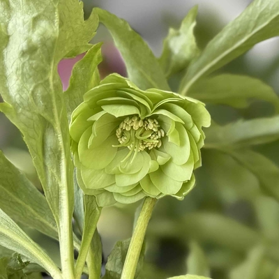 ●８時だよ　若グリーンダブル多弁系【Wa29】