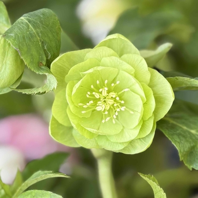 ●８時だよクロアチダブルハイブリット　ライム【Wa30】