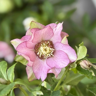 ●８時だよシャルウィダンス濃ピンク【Wa32】