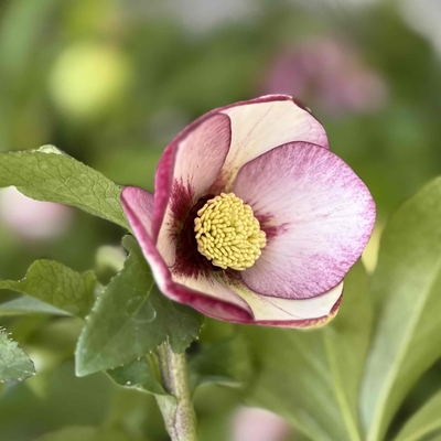 ●８時だよ　ルージュピコティ【Wa25】