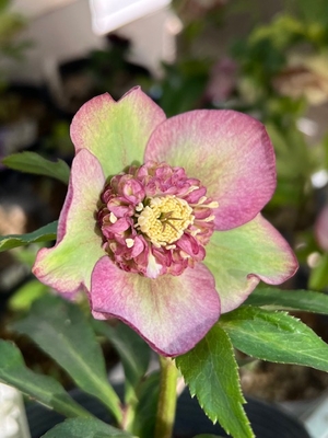 加藤農園さんのクリスマスローズ | グリーンホビー