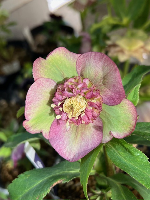 油彩画 花 ピンク ダークグリーン Amazon.co.jp: 抽象絵画花はピンクグリーンの美しい水彩画の花の