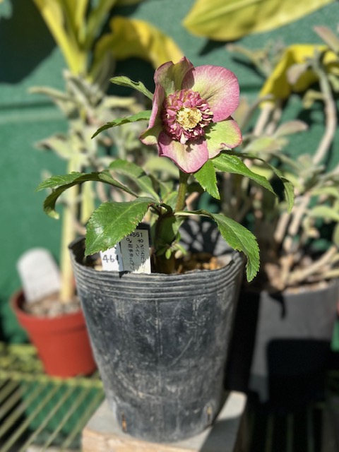 ○8時だよ グリーン＆ピンク多弁sd【ka461】 | グリーンホビー