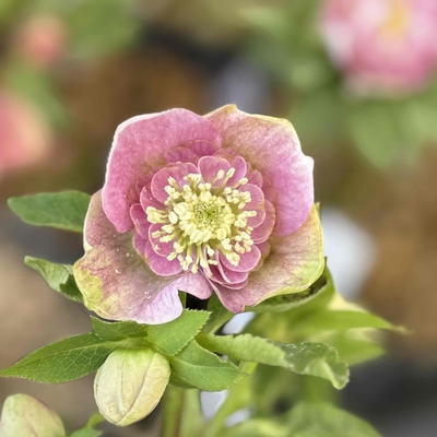 ペールピンクグラデーションsdリバーシブル【ka445】