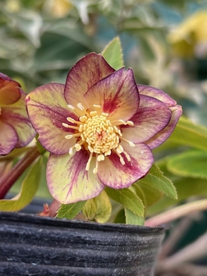 ●８時だよ　トルカ系オーレアhybrid【Og8】