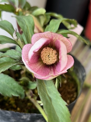 ●８時だよ　デュメ系hybrid【Og9】