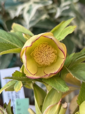 ●８時だよ　蜃気楼系ライムゴールド　【Og10】