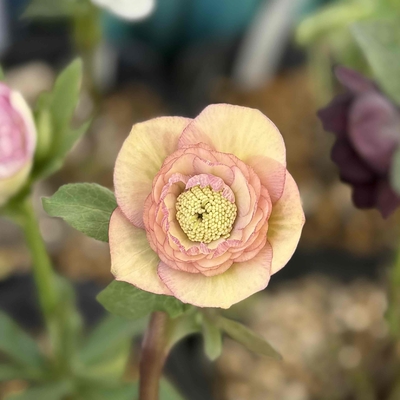 アプリコットピコティ多弁dd【ka448】