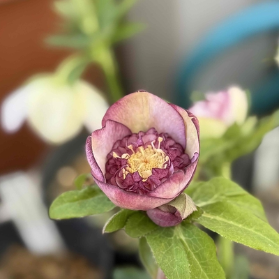 ●８時だよ　ゴールド多弁sd【ka449】