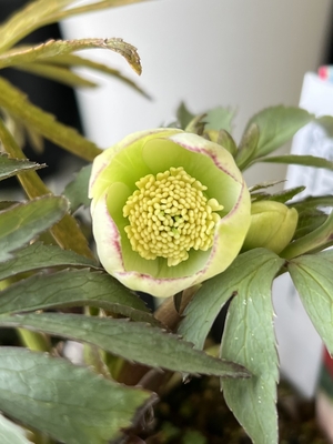 ヘルツェ系hybrid【Og13】